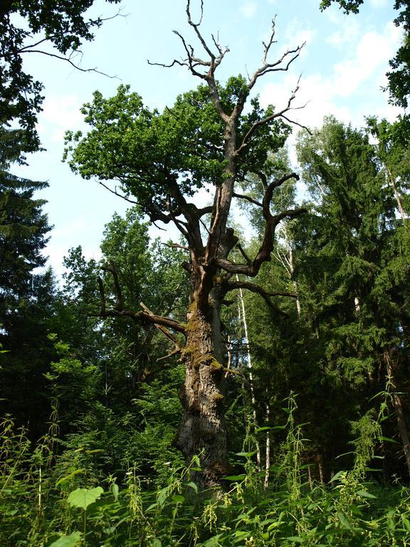 Kwiatowa Zagroda Białowieża エクステリア 写真
