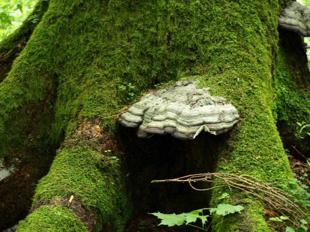 Kwiatowa Zagroda Białowieża エクステリア 写真